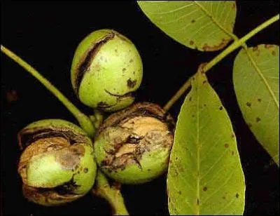 Les noix possdent une enveloppe verte, comment appelle-t-on cette enveloppe ?