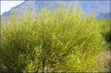 Vous devez trouver un arbuste pineux qui pousse uniquement en Afrique du Sud dans les montagnes prs de la ville du Cap, et qui sert dans des infusions ou liqueur par consquent de qui s'agit-il ?