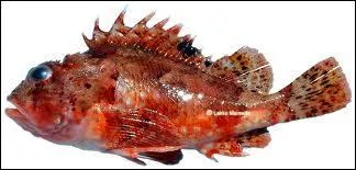 Quel est ce poisson ?