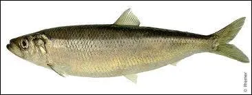 Quel est ce poisson ?