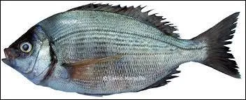 Quel est ce poisson ?