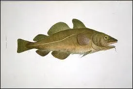 Quel est ce poisson ?