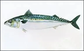 Quel est ce poisson ?