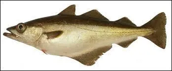 Quel est ce poisson ?