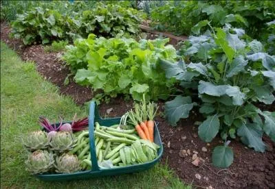 Quelle est la traduction anglaise de ce nom commun :  potager  ?