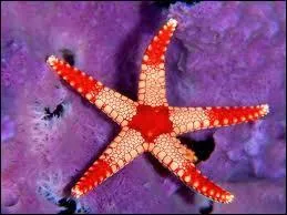 Quelle est la traduction anglaise de ce nom commun :  toile de mer  ?