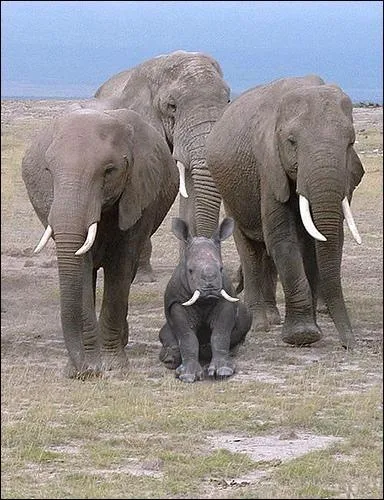 Dans les plaines du Masa-Mara, on vient de dcouvrir une nouvelle espce !