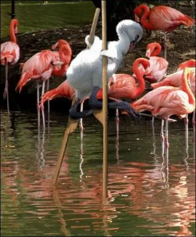 Afin d'chapper  une traque policire, un ... ... ... landais s'est planqu parmi les flamants !