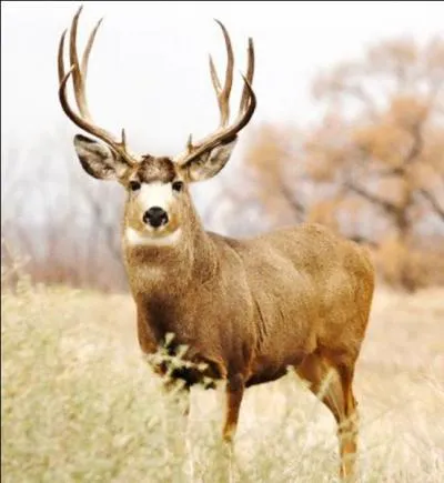 Quelle est la traduction anglaise de ce nom commun :  cerf  ?