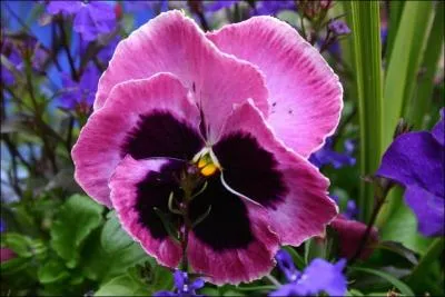 Quelle est la traduction anglaise de ce nom commun :  pense  ?