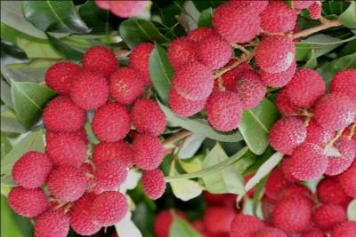 Quelle est la traduction anglaise de ce nom commun :  litchi  ?