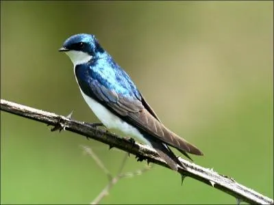 Quelle est la traduction anglaise de ce nom commun :  hirondelle  ?