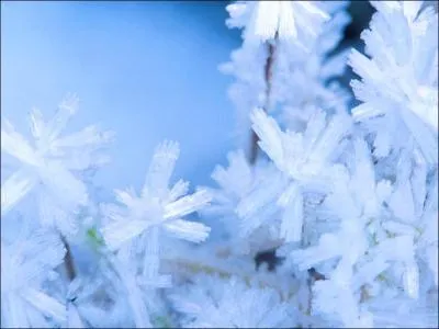 Quelle est la traduction anglaise de ce nom commun :  gele  ?