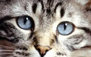 Quiz Felins