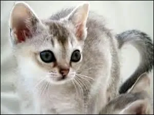 Quelle est la race des plus lgers chats du monde ?