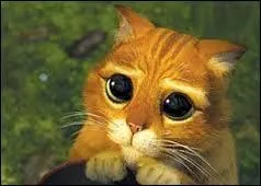 Jusqu' combien de mtres un chat peut-il voir ?