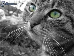 Quel est le nom des moustaches du chat ?