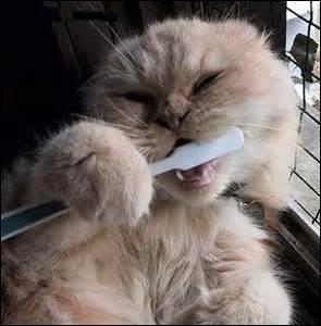 Quiz Les Chats Felins Animaux