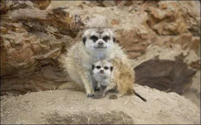 Ces petits animaux vivent en Afrique, ce sont des suricates !