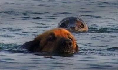 Ce chien tait en train de se baigner, quand soudain une loutre est venue s'amuser avec lui !