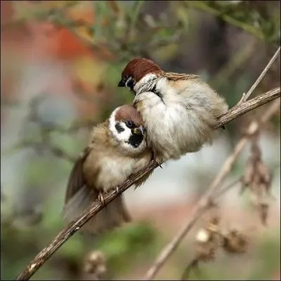 Comme tu peux le voir, ces deux oiseaux sont des tourneaux !