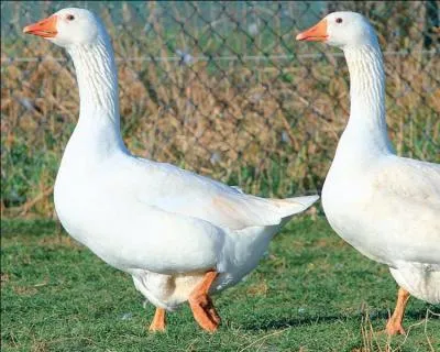 Quelle est la traduction anglaise de ce nom commun :  oie  ?