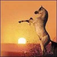 Quelle est la race de ce magnifique cheval ?