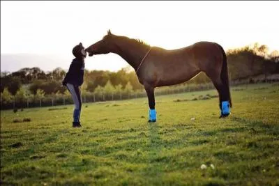 Un cheval peut-il avoir peur de l'homme ?