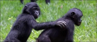 Ces singes sont des ...