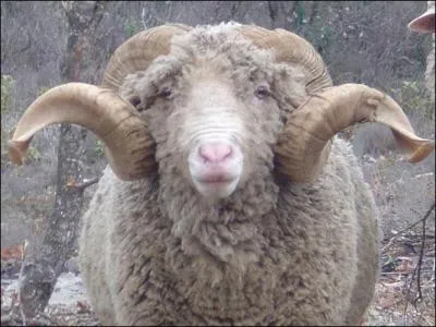 Signe du zodiaque, animal  cornes, qui est-il ?