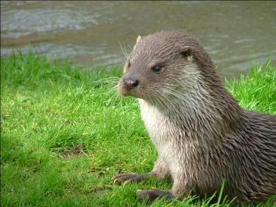 Quelle est la traduction anglaise de ce nom commun :  loutre  ?