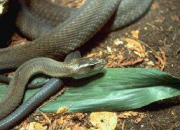 Quiz Les serpents venimeux