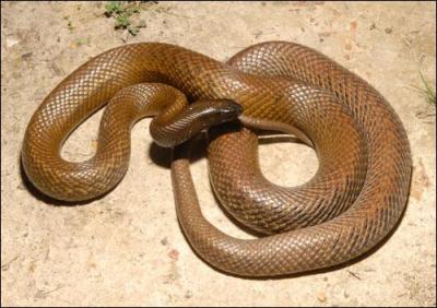 Ce serpent est le plus venimeux du monde, c'est :