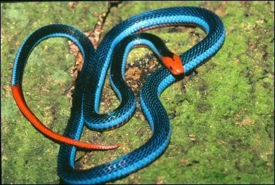 Comment s'appelle ce serpent ?