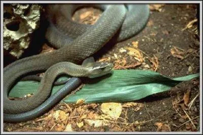 Ce mamba est un :