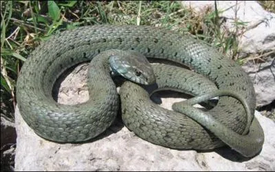 Cette couleuvre est une :