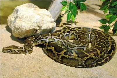 Ce gros python n'est pas venimeux, mais il peut tre dangereux, c'est le :