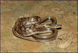 Ce serpent est un :