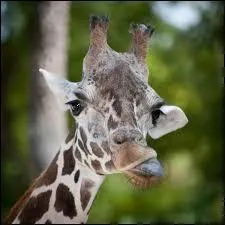  Este quiz no me parece [... ] interesante  (ce quiz ne m'a pas l'air bien intressant). Avec quel mot ci-dessous complteriez-vous la phrase ?