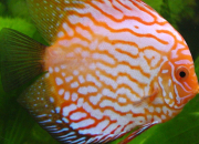 Quiz Poissons d'aquarium d'eau douce