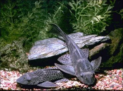 Ce poisson de fond est un :