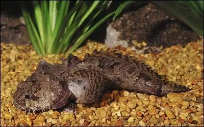 Ce poisson particulier est un :