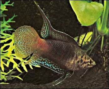 Ce beau poisson est un :