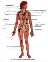 Qu'utilise notre organisme pour fonctionner ?