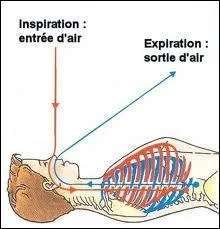 De quoi rsultent les mouvements respiratoires ?