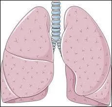 Quel type d'organes sont les poumons ?
