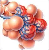 Avons-nous beaucoup d'alvoles pulmonaires ?