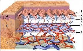 Au niveau des alvoles pulmonaires, y-a-t-il une importante vascularisation ?