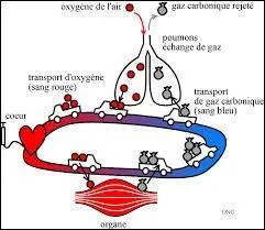 Au niveau des alvoles pulmonaires, quel gaz passe dans le sang ?