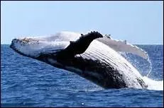 Quel est cet animal marin ?